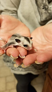 Infinity Gliders Home |Westminster, Maryland | Sugar Gliders